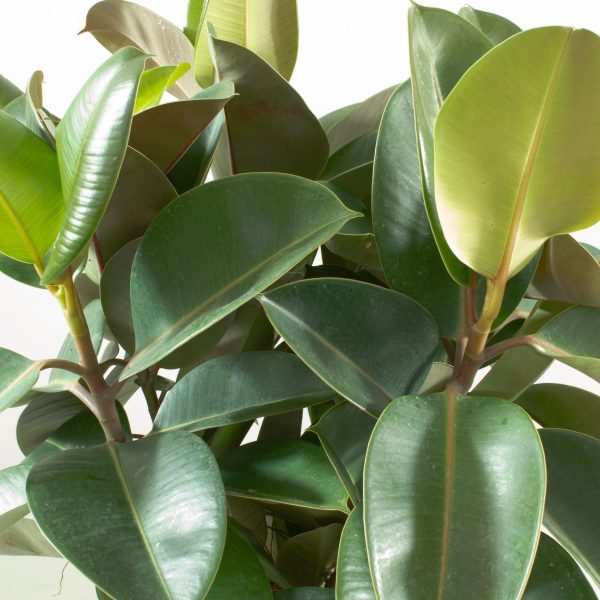 橡皮樹（橡膠樹、Ficus elastica）：圖片 2