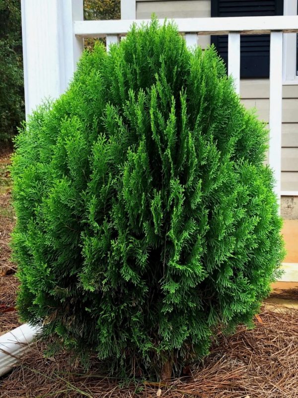 龍柏（Platycladus orientalis）：圖片 2