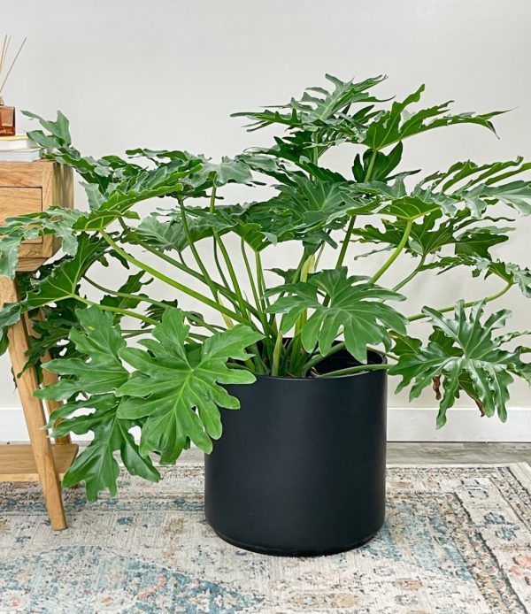羽裂蔓綠絨（Lacy Tree Philodendron）：圖片 3
