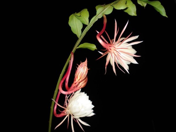 曇花（Epiphyllum oxypetalum）