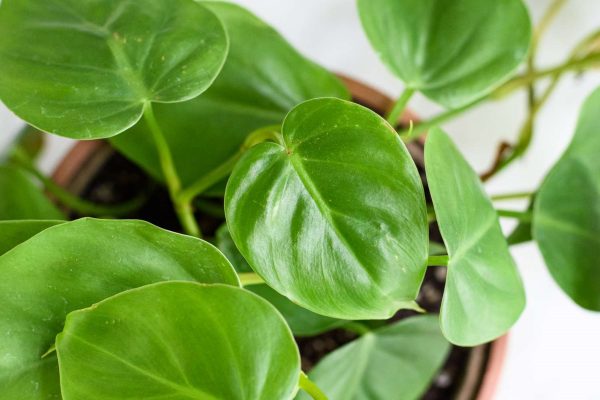 蔓綠絨（Philodendron spp.）：圖片 2