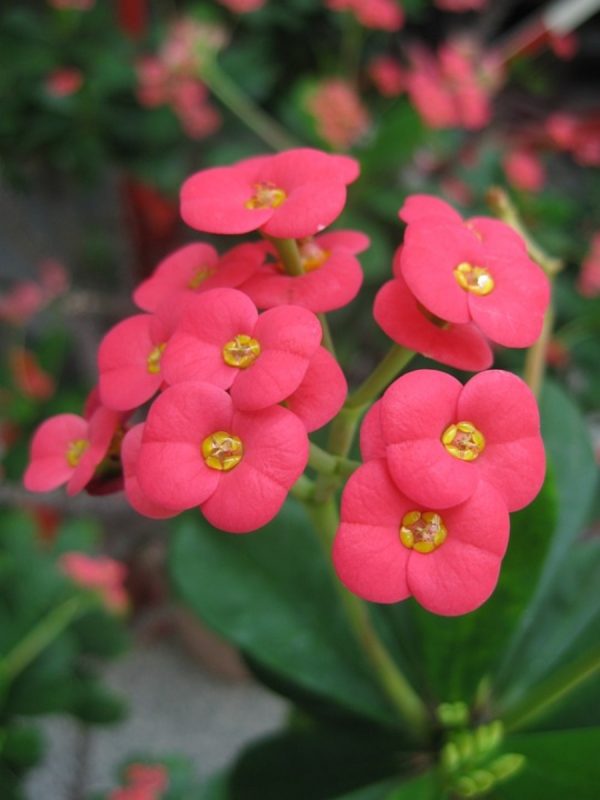 麒麟花（虎刺梅、Euphorbia milii）：圖片 2