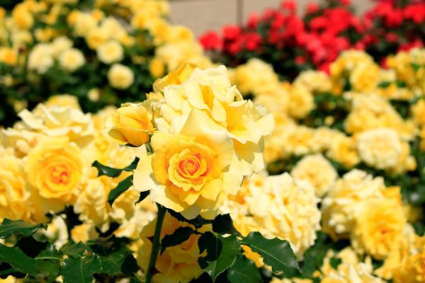 薔薇（multiflora rose）：圖片 2