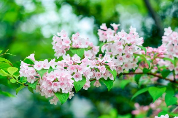 錦帶花（Weigela florida）：圖片 2