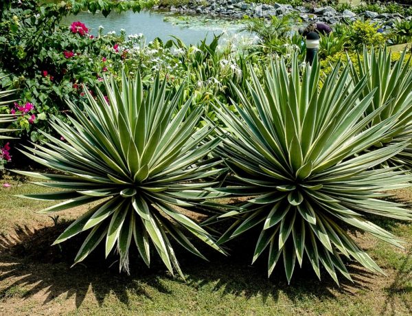 龍舌蘭（Agave americana 'Marginata'）：圖片 2