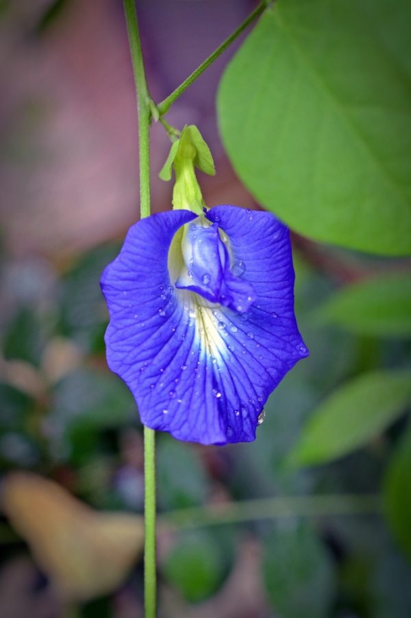 蝶豆花（Clitoria ternatea）