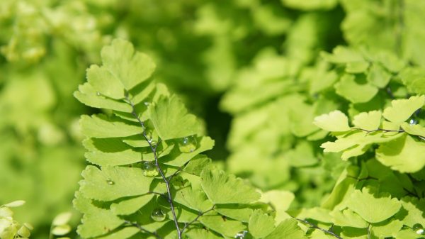 鐵線蕨（Adiantum spp.）：圖片 2