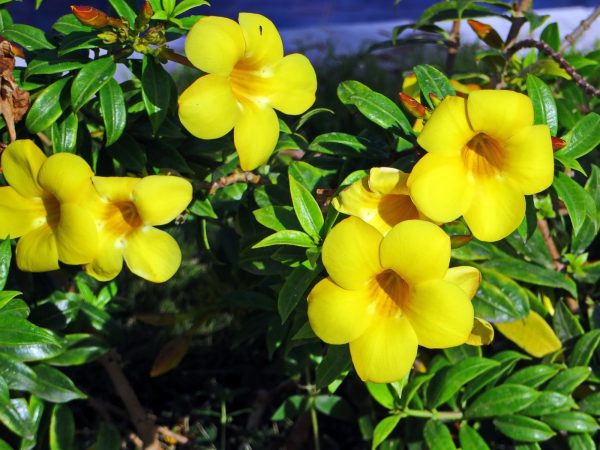 蔓性黃蟬（Allamanda cathartica）：圖片 2