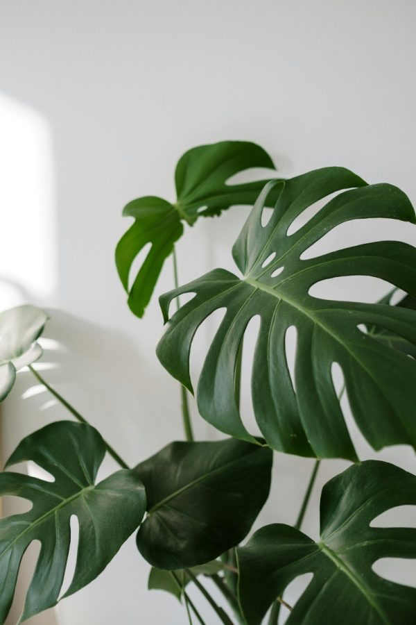 龜背芋（Monstera deliciosa）：圖片 2