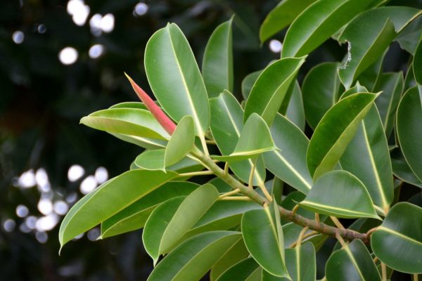 橡皮樹（橡膠樹、Ficus elastica）