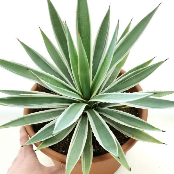 龍舌蘭（Agave americana 'Marginata'）