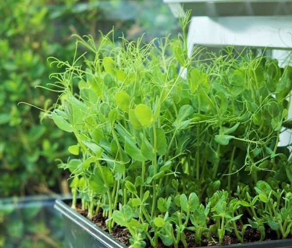 豌豆苗 （Pea Shoots）：圖片 3
