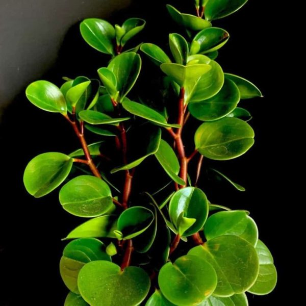 圓葉椒草（Peperomia obtusifolia）