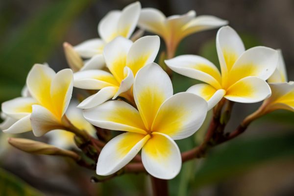 雞蛋花（Plumeria spp.）：圖片 2
