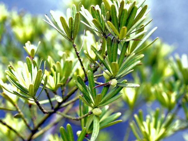 羅漢松（Podocarpus macrophyllus）：圖片 2