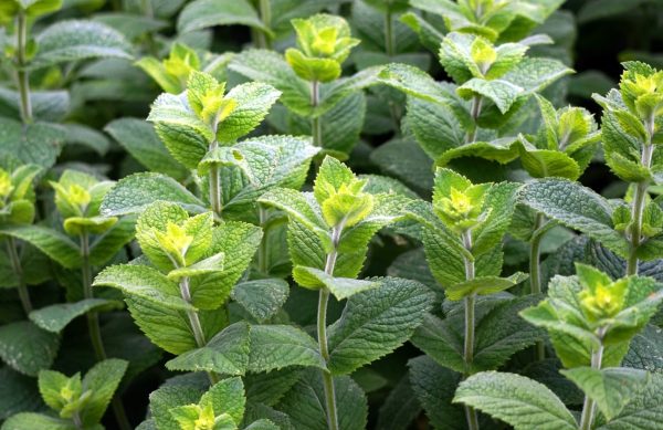 薄荷（Mint）：圖片 2