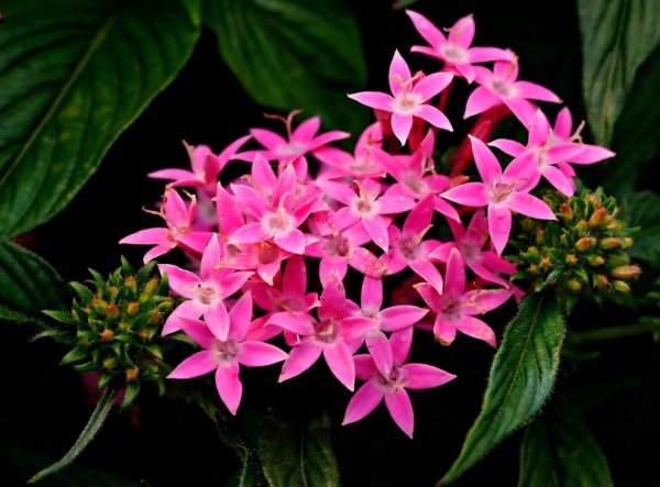 繁星花（Pentas lanceolata）：圖片 2