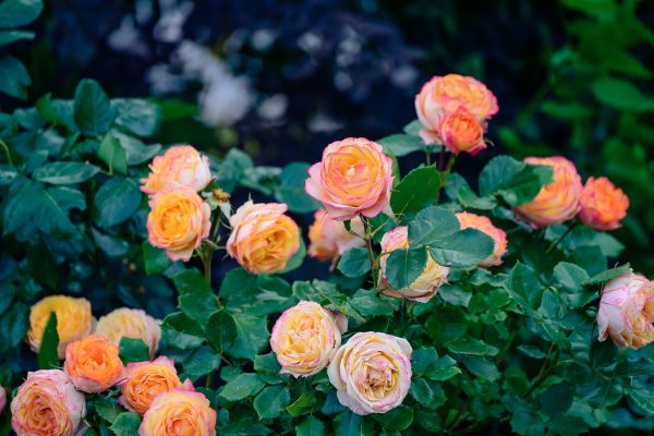 蔓性玫瑰（薔薇、Rosa multiflora）