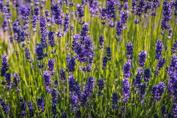 薰衣草（Lavandula）：圖片 2
