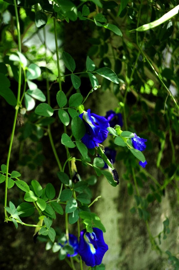 蝶豆花（Clitoria ternatea）：圖片 2