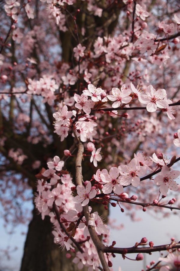 櫻花（Prunus spp.）：圖片 2