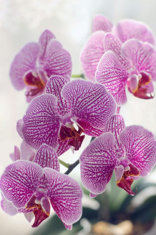 蝴蝶蘭（Phalaenopsis）：圖片 2