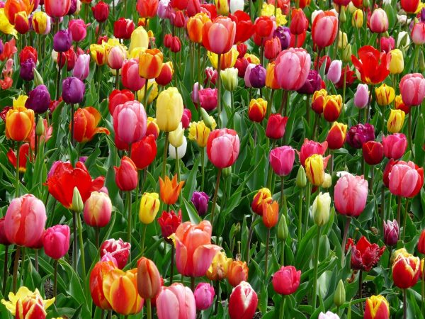 鬱金香（Tulipa spp.）：圖片 4