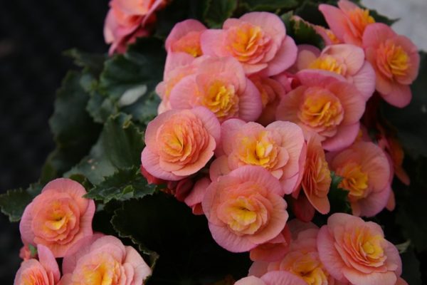 麗格秋海棠（Begonia × hiemalis）：圖片 2