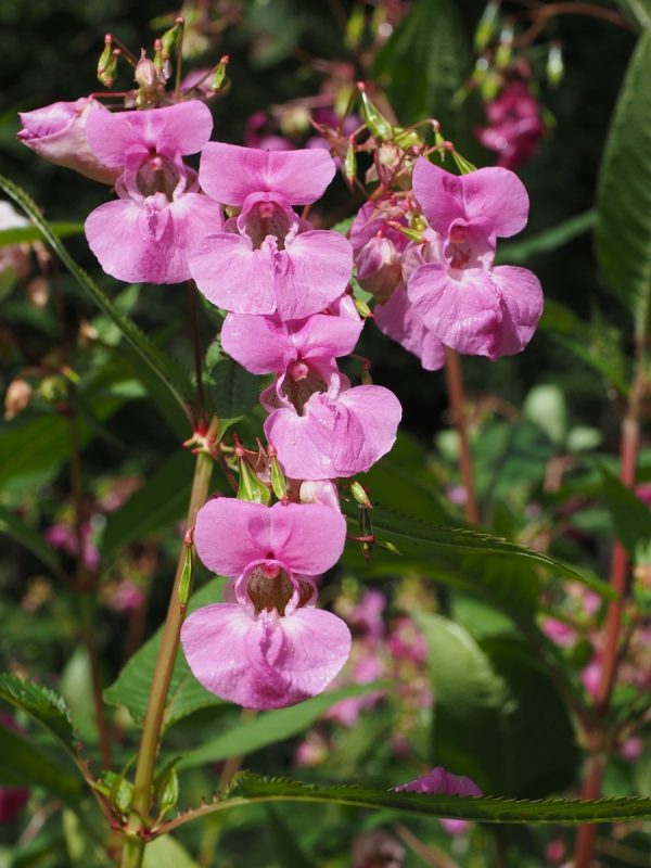 鳳仙花（Impatiens）：圖片 2