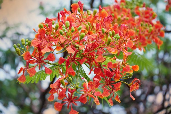 鳳凰木（Delonix regia）