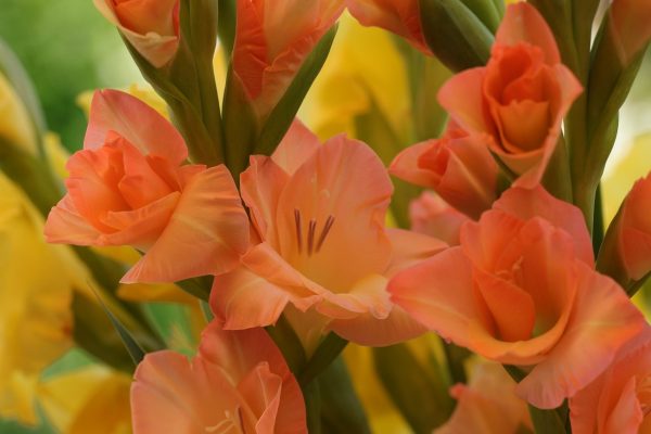 劍蘭（唐菖蒲、Gladiolus spp.）：圖片 2