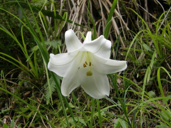 百合花（Lilium spp.）