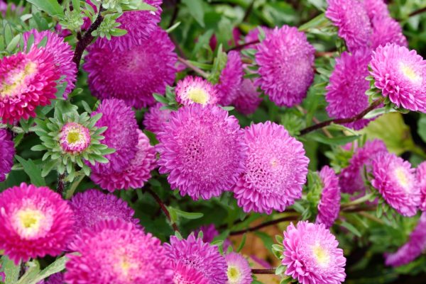 翠菊（Aster tataricus）：圖片 4