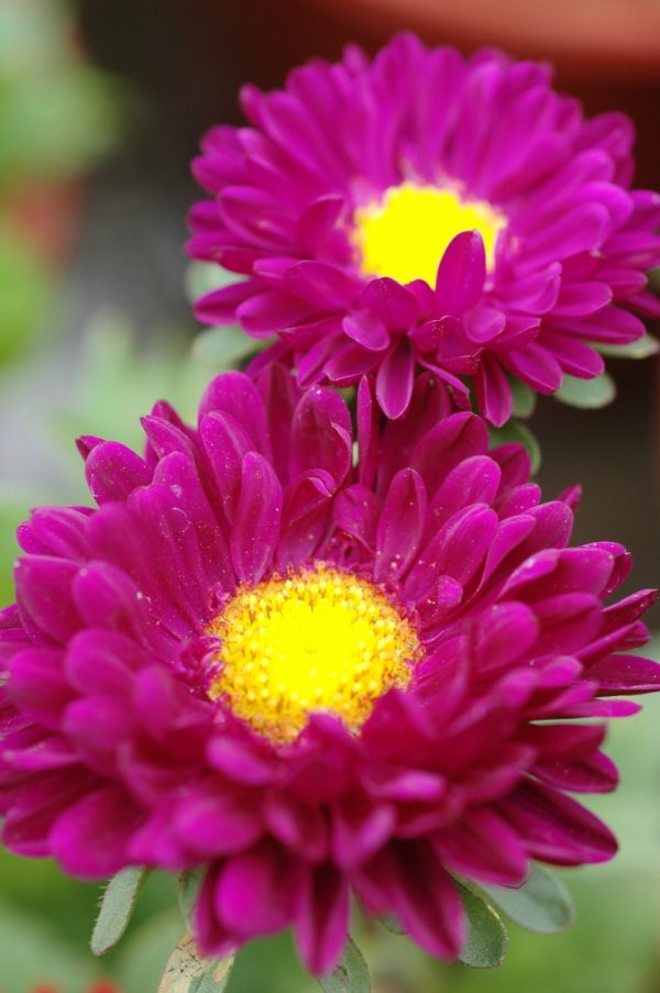 翠菊（Aster tataricus）：圖片 2