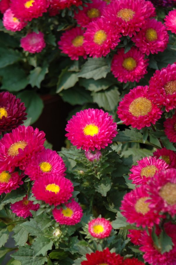 翠菊（Aster tataricus）