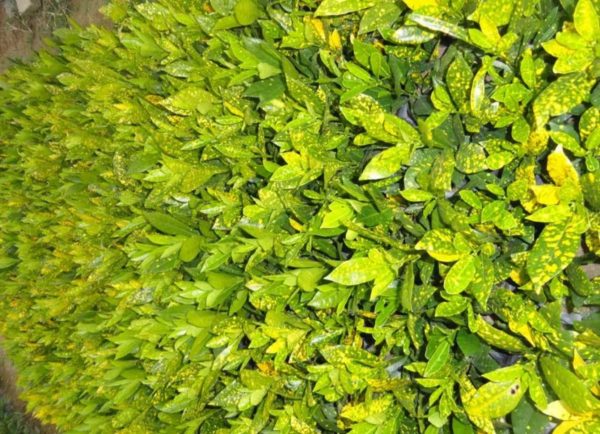 星點變葉木（Codiaeum variegatum cv. Aucubaefolium）：圖片 4
