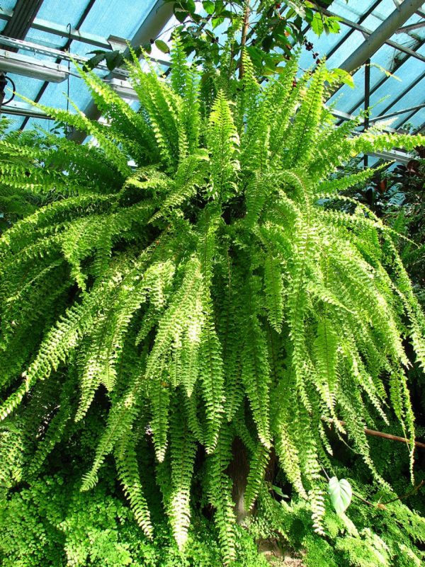 波士頓腎蕨（Nephrolepis exaltata 'Bostoniensis'）：圖片 4