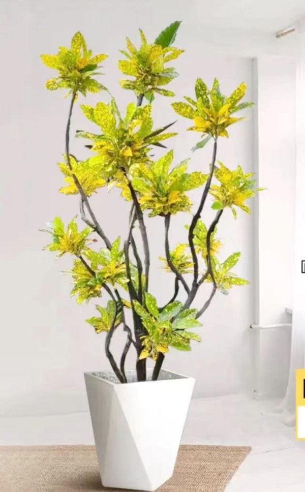 星點變葉木（Codiaeum variegatum cv. Aucubaefolium）：圖片 3