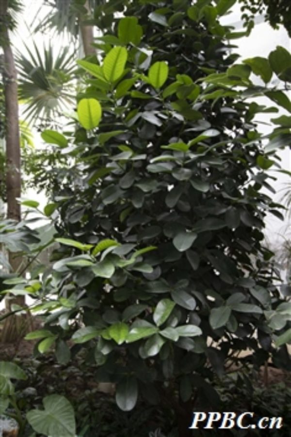福木（Garcinia subelliptica）：圖片 4