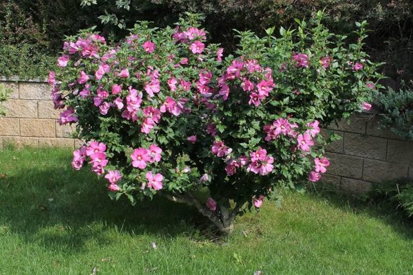 木芙蓉（木槿、Hibiscus syriacus）：圖片 4