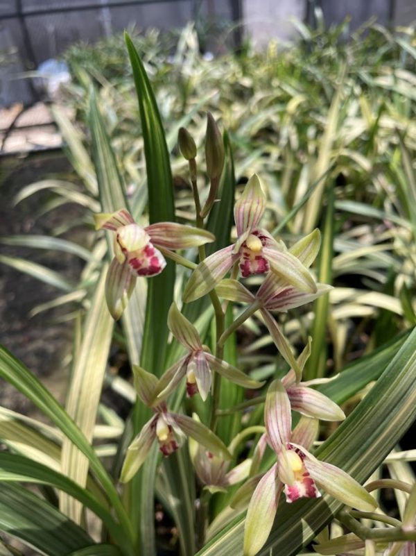 四季蘭（Cymbidium ensifolium）：圖片 4