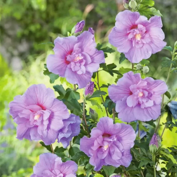 木芙蓉（木槿、Hibiscus syriacus）：圖片 2