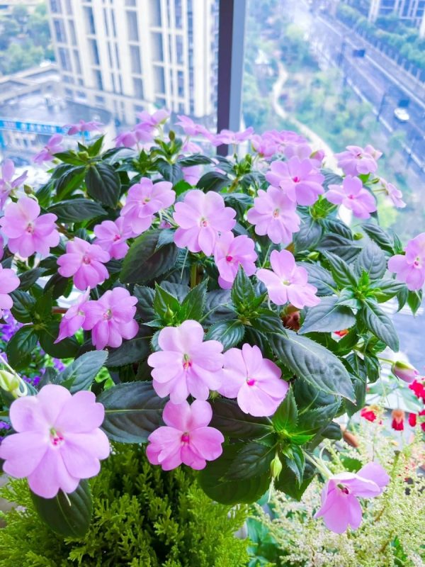 非洲鳳仙（Impatiens walleriana）：圖片 3