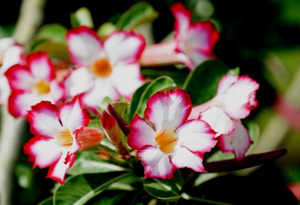 沙漠玫瑰（Adenium obesum）：圖片 4