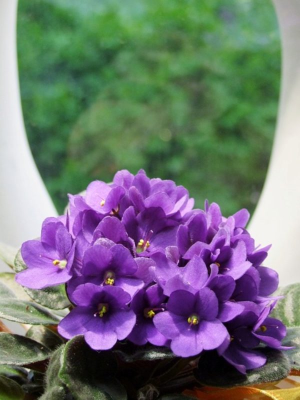 非洲堇（Saintpaulia spp.）：圖片 2
