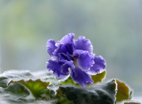 非洲堇（Saintpaulia spp.）