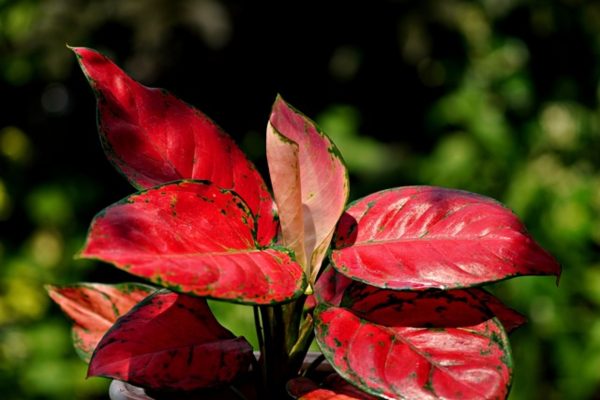 粗肋草（Aglaonema spp.）：圖片 2