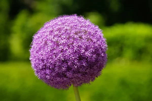 大花蔥（Allium giganteum）