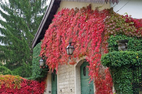 爬牆虎（爬山虎、Parthenocissus tricuspidata）：圖片 4