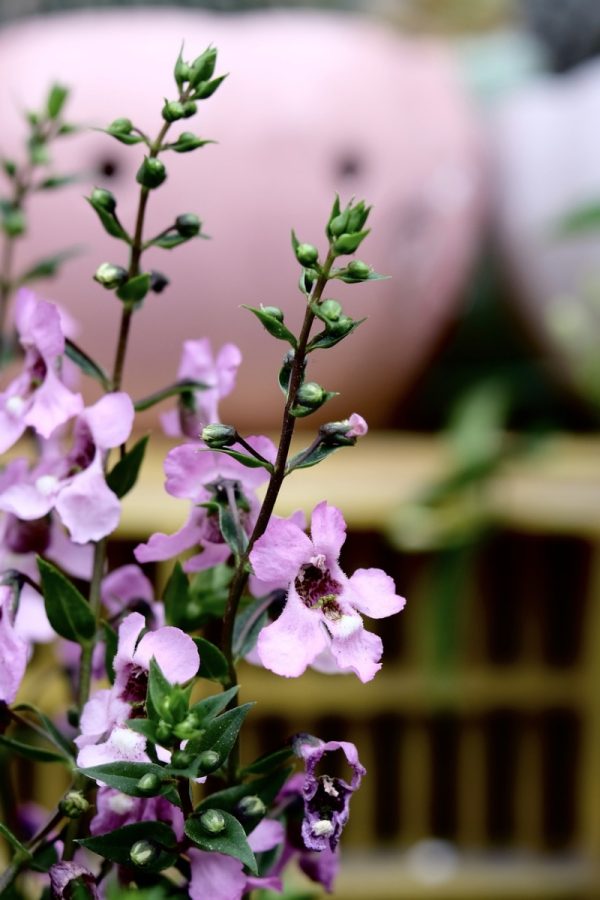 天使花（Angelonia spp.）